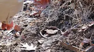 Basic Coyote Set - TWRA Trapper Tips