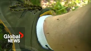 Insect-transmitted Oropouche virus spreading at 