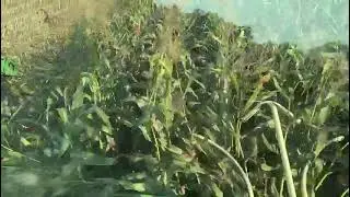 Krone BIG X 600