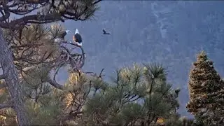 October 2 morning in the valley FOBBV CAM Big Bear Bald Eagle Live Nest - Cam 1 / Wide View - Cam 2