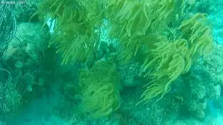 3637 Balloonfish in shallow water