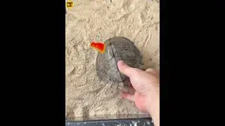 What If Turtle Take Off Its Shell #shorts #knowledge