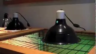 Why Tortoises Need UVB Light