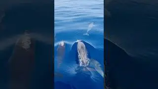 🤩🐬 Dolphins! Dolphins! Dolphins! Fuerteventura boat trip! #fuerteventura #dolphin #ocean