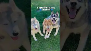 5 Signs Your Dog Truly Loves You 💜 #shorts #shortsvideo #love #huskylove #dogslove #adogslife #dog