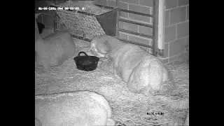 Sleepy Alpaca
