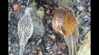 Pheasant pair meets at the Badger Den