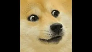Funny Videos That Will Cheer You Up