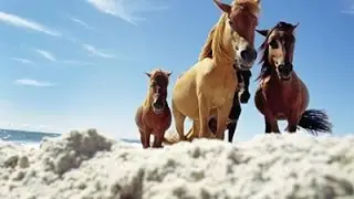 A kanadai Szikl&aacute;s-hegys&eacute;g vadlovai [Wild Horses of the Canadian Rockies]