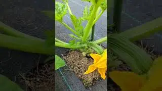 Cocozelle Zucchini 