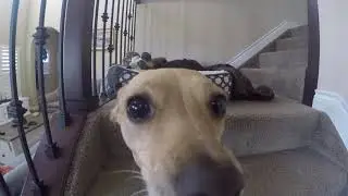 Hero 7 Black Chihuahua Maz, my precious little dog