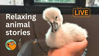24 Hours | Relaxing & Heartwarming Bird Rescue Videos| Cuddle Buddies