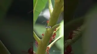 Ants  The Silent Architects of Nature  #nature