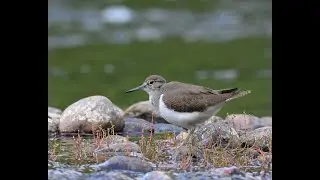 Common sandpiper / Strandsnipe (Nikon Z9)