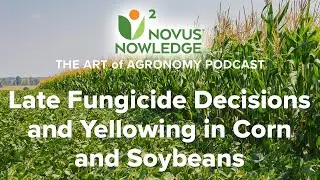 Ep. 8 - Late Fungicide Decisions and Yellowing in Corn and Soybeans (Audio) | N2 Agronomy