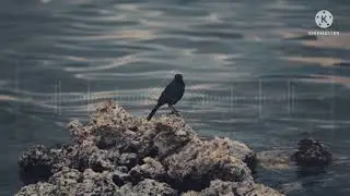 ازكي صلاة الله على سيد الناس كلمات الشاعر محفوض شانع اداءالمنشد فؤاد الشاوش