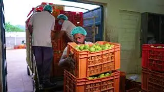 White Guava Puree Production in SVA Foods