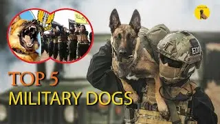 TOP 5 DOGS IN THE MILITARY OPERATIONS 🚨👮&zwj;♂️ #dog #military #germanshepherd #shorts