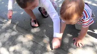Wild Gypsy Horse Attacks Ants!! (Day 8 - 07.01.12)