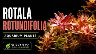 Rotala rotundifolia - Kolovka rotundifolia - Akvarijn&iacute; rostliny | SURPAN.cz
