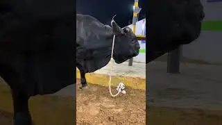 #cow #spacial #animals #spacialday #mandi #bakramandi #jdc #jdcentertainment #karachi #karachimandi