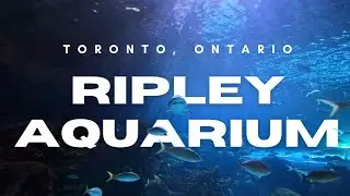 Exploring Ripley&rsquo;s Aquarium Toronto 🐠 | Sharks, Jellyfish & Underwater Adventure