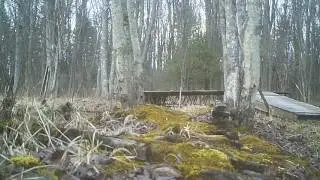 Mink hunting the bank