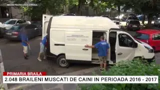 Hingherii captureaza maidanezii de pe strazile Brailei