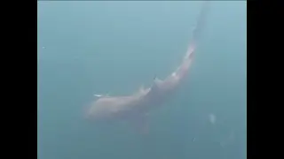 Blacktip shark Fiesta - Part 1 of 3