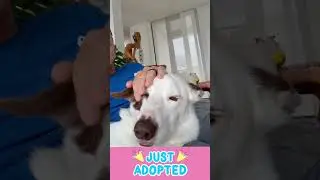 🎉 Paw-some News! Luna has been adopted! 🥳