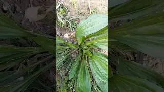 Narrow leaf plant uses : Narrow leaf agriculture farming