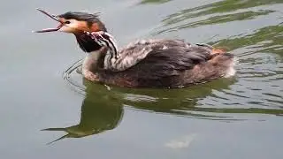 A spasso con mamy! Svasso maggiore - Great crested grebe (Podiceps cristatus)