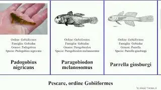 Pescare, ordine Gobiiformes gobius valenciennea pomatoschistus ponticola benthophilus eviota fish