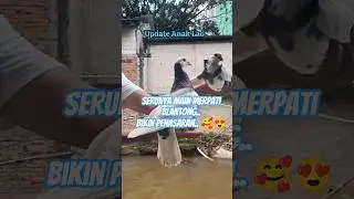 Merpati ku punya anak lagi gais.. 😍🥰 #funny #merpatikolong #merpatiku #cute
