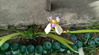 Essa planta vai deixar seu jardim lindo - #ciriguela #irisdaprais #quintaldecasa #marciabartoluzzi