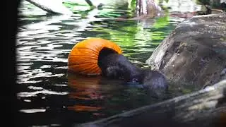 Otter Fish-or-Treating - Discovery Cove