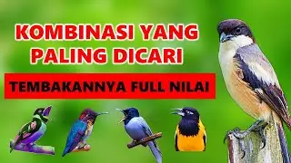 Ini Yang Banyak Dicari, Setelannya Idaman Para Juri ❗ Masteran Cendet Full Tembakan