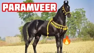 Marwari horse stallion Paramveer studfarm