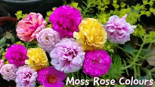 moss rose colours,table rose,9 o clock flower vibrant colours,portulaca grandiflora, rock rose,