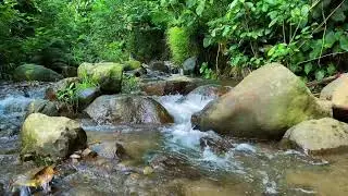 Slow Forest River Sounds to Reduce Stress and Fall Asleep Fast