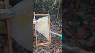 ഹണി ചേമ്പറിലെ അടയലും റാണി മുട്ടയിടും || Beekeeping || തേനീച്ച വളർത്തൽ #honey#shorts