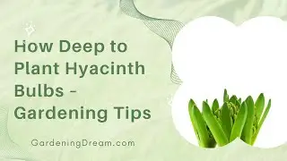How Deep to Plant Hyacinth Bulbs &ndash; Gardening Tips