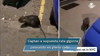 Rata gigante es captada en Nueva York, video se vuelve viral