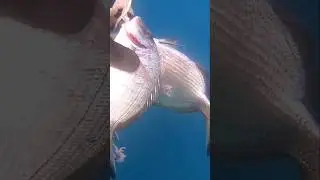 Pescasub: Il pesce pi&ugrave; facile!