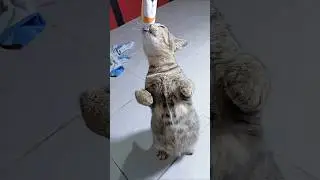 Cassiel Pet NutriPlus Gel Vitamin  kucing anjing #shortvideo #update #viralvideo #review #fypage