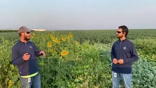 Types of Cover Crops