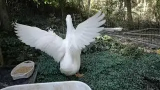 My pekin duck flapping his wings in the morning
