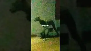 El Alma Mula Argentina💀🇦🇷 Leyendas de Cada Pa&iacute;s