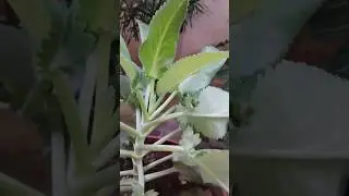 #kidney#repairing  leaves#khadarvali#leaves#kidney#health#stone