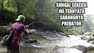 HANTAMAN GANAS PREDATOR ARUS DERAS